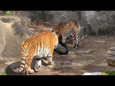あらたに牛骨が投げ入れられるが😅　アムールトラ　浜松市動物園にて　2026年2月14日 サムネイル