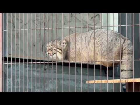 カラス うるさいゾ！っと　マヌルネコのこども　東山動植物園にて　2025年12月12日 サムネイル