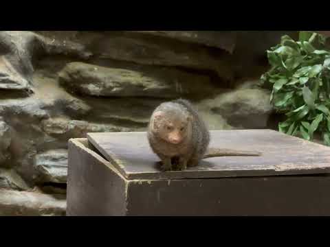 同所に展示されてたケープハイラックスさんとコビトマングースさん　上野動物園にて　2026年2月6日 サムネイル