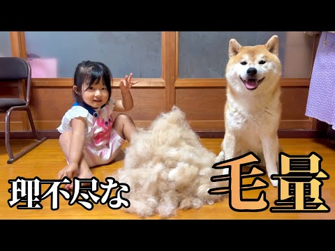 理不尽な毛が抜ける換毛期その体のどこに大量の毛を隠し持ってた！ サムネイル
