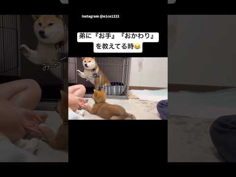 弟にお手を教えてたら、姉柴が全部やってた😂　　柴犬　子犬　いぬ　犬　犬のいる暮らし サムネイル