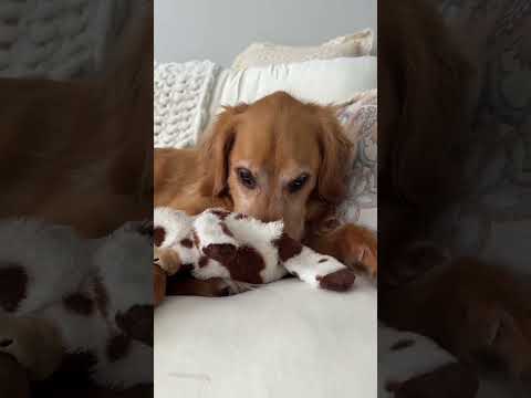 coming home to my golden retriever🥵goldenretreivers dog pup… サムネイル