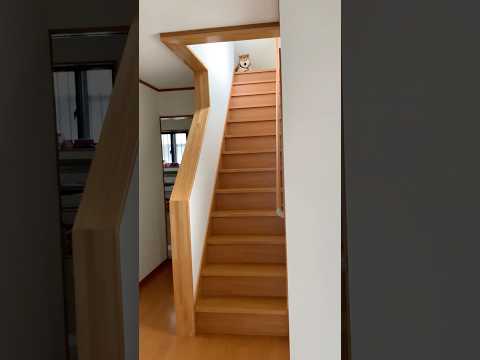 柴犬福 懐かし動画！兄を焦らす柴犬🤣Shiba-Trick🤣shorts funnydog funny 柴犬 dogs… サムネイル