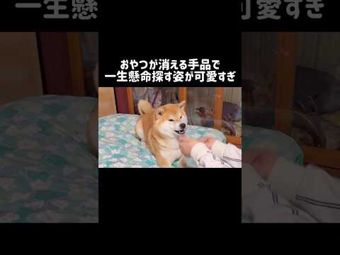 【Magic】おやつが消える手品で一生懸命探す姿が可愛すぎ shibainu 柴犬 shorts サムネイル
