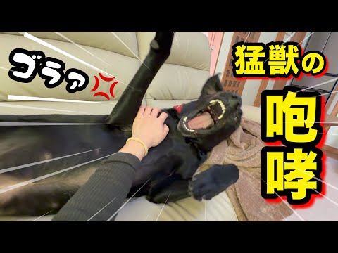 【荒ぶるラブラドール】猛獣の咆哮！ サムネイル