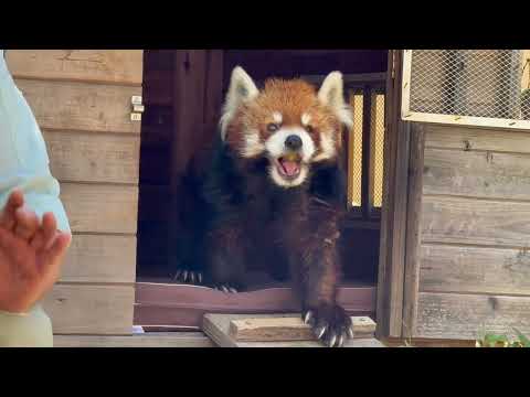 レッサーガイド「動物の食事時間」風太くん編　レッサーパンダ　千葉市動物公園にて　2026年5月9日