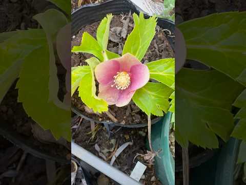 shorts クリスマスローズの今年の1番花　2026年1月16日 サムネイル