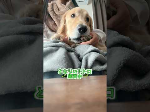 トトロー！ᐠ( ᐛ )ᐟ🌱‬‪ 大型犬 ゴールデンレトリバー サムネイル