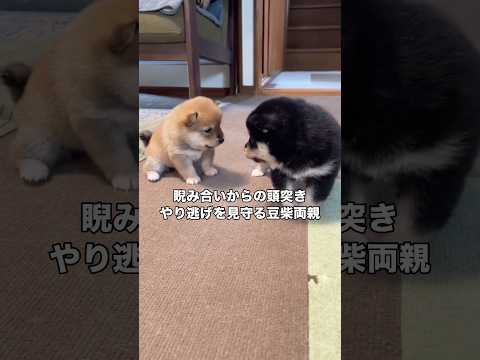 我が子の喧嘩を止めるでも怒るでもなくただただ見守る豆柴両親 豆柴 柴犬 柴犬のいる暮らし shorts サムネイル