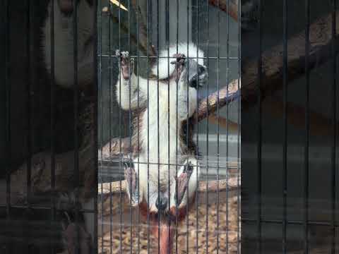 shorts お腹見えてますヨ！　ワタボウシタマリン　浜松市動物園にて　2026年4月5日