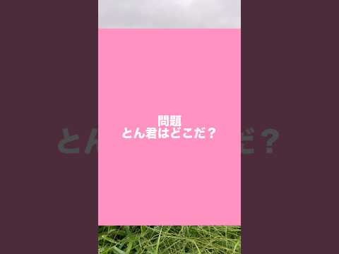 柴犬とん君を探せ！これは、いい問題ができたんじゃない？　柴犬　柴犬とん