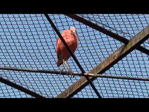 少々綱渡り的な⁈ ショウジョウトキ　浜松市動物園にて　2026年3月15日 サムネイル