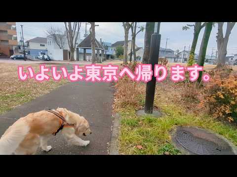 いよいよ宇都宮から東京へ帰る時。ゴールデンレトリバーティト サムネイル