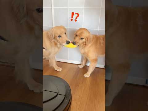 わちゃちゃ忘年会 #大型犬 #ゴールデンレトリバー サムネイル