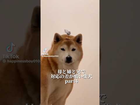 柴犬福 母と姉と兄とで対応の差が酷い柴犬🤣Sis,Mom,bro and Shiba🤣姉と柴 兄と柴 shorts 柴… サムネイル