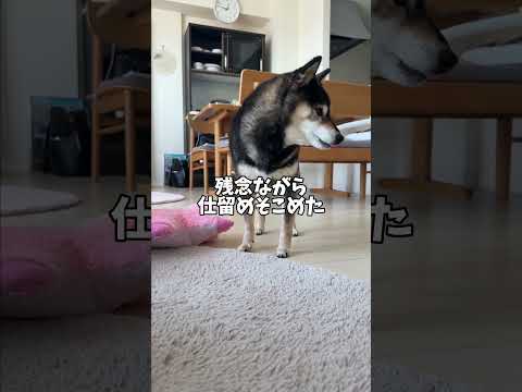 黒柴が実践！柴犬の世界はこう勝ち残れ！ サムネイル