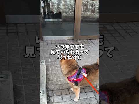 散歩中の柴犬🐕が目にしたものは・・・ サムネイル