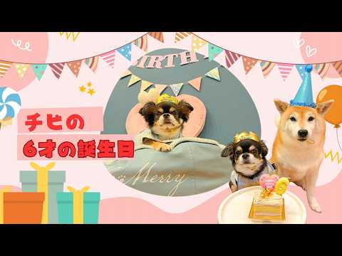 祝!!チビ6才の誕生日♪ サムネイル