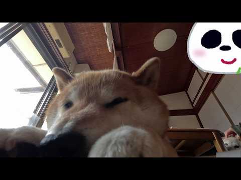 茶の間でウトウト末っ子ちゃん サムネイル