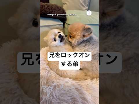兄をロックオンする弟。　犬　いぬ　かわいい 犬のいる暮らし 面白い サムネイル