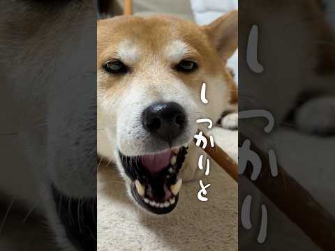 歯磨きに命かける柴犬 サムネイル