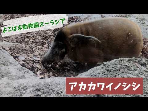 【よこはま動物園ズーラシア】アカカワイノシシ✨ サムネイル