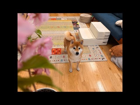 青森は桜が満開に🌸ハチ家の室内お花見会はこちら🍡