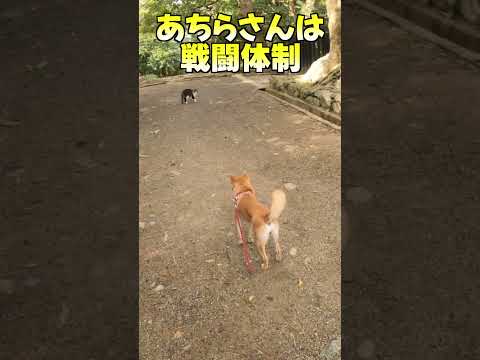 あちらさんは戦闘体制 柴犬 サムネイル