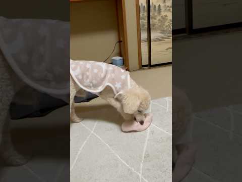 shorts ただいま〜タローちゃん　トイプードル　2026年1月25日 サムネイル