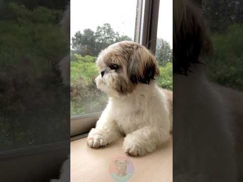 Why Some People Can't Stand Shih Tzus shorts dog pets shiht…