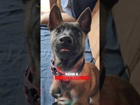 Top 4 Tips to Raise a Perfect Belgian Malinois Puppy shorts… サムネイル