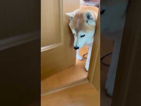 柴犬福 兄の部屋に登場する柴犬🤣Coming Shiba🤣shorts 柴犬 japanesedog shibainu… サムネイル