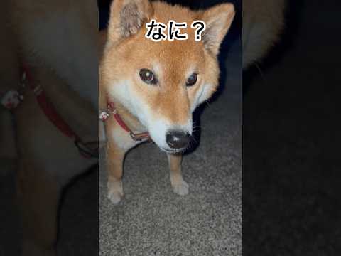 ’26.4.8 MAL SOKは続く… 柴犬 shibainu 見守り カメラ目線 力丸 サムネイル