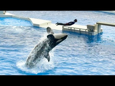 2回目オルカパフォーマンスより　須磨シーワールドにて　2025年12月30日 サムネイル