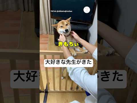 祖父の歯医者の先生が大好きな柴犬　柴犬　犬　かわいい犬 犬のいる暮らし 癒し