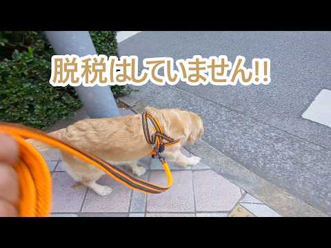 税務調査で脱税は発覚しませんでした。ゴールデンレトリバーティト サムネイル