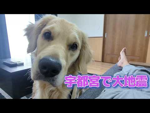 宇都宮で大地震。その時大型犬は。ゴールデンレトリバーティト サムネイル