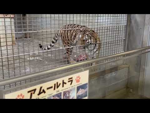 バックヤードのサーシャちゃんを見に行ってみたら‥😅　アムールトラ　浜松市動物園にて　2026年2月14日 サムネイル