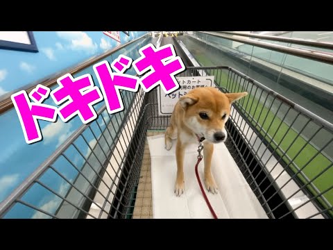 【戸惑い柴】カートに乗ってお買い物　柴犬小夏　駒ヶ林てくてく サムネイル