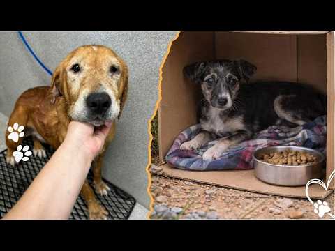 Does a Dog Realize It Was Rescued サムネイル