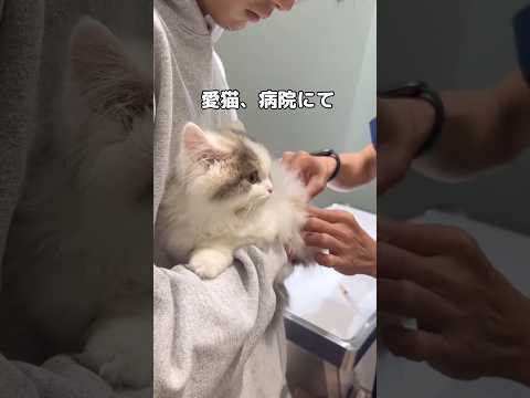 暴れることもなく控えめに、にゃーって鳴いてお注射頑張りました ミヌエット 猫 shorts サムネイル