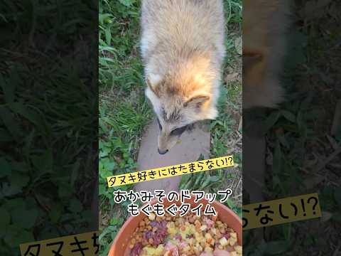 タヌキ好きにはたまらない⁉︎あかみそのもぐもぐ動画 東武動物公園 動物 zoo animals 癒し タヌキ もぐもぐ… サムネイル