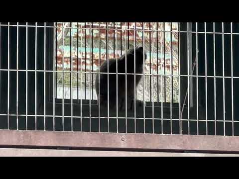 誰も教え無くてもココ窓辺が好き☺️  エルくんとミーニャちゃんの息子たち　マヌルネコ　東山動植物園にて　2026年3月… サムネイル