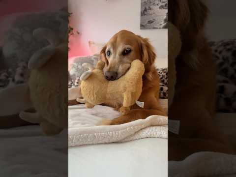 coming home to my golden retriever🥵 goldenretreiver dog ind… サムネイル