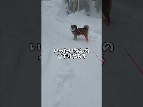 散歩中の飼い主を襲った悲劇・・・ サムネイル