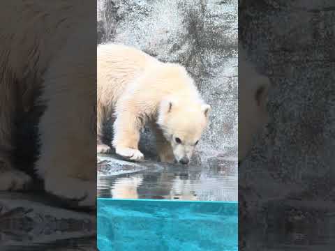 shorts 可愛い❤️モモ太くん　ホッキョクグマ　男鹿水族館GAO 2026年5月24日IMG 3944 サムネイル