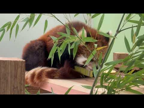タケノコ モグモグ してたメイメイさん　レッサーパンダ　千葉市動物公園にて　2026年4月19日 サムネイル
