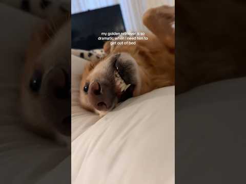 coming home to my golden retriever🥵goldenretreivers dog pup… サムネイル