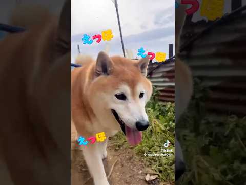 柴犬福 柴えっほ🤣Shiba-Eh-ho🤣memes shorts 柴犬 japanesedog shibainu d… サムネイル