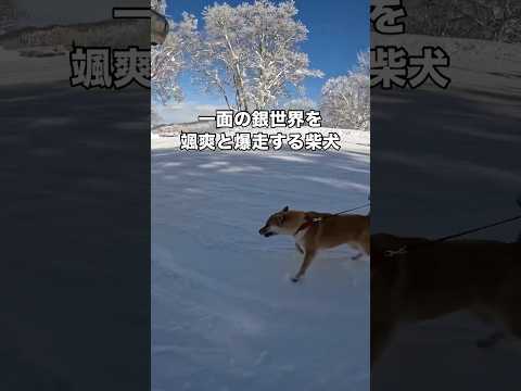 豆柴とゲレンデを爆走したら予想外に体力おばけ過ぎた 柴犬 豆柴 スノーボード shorts サムネイル